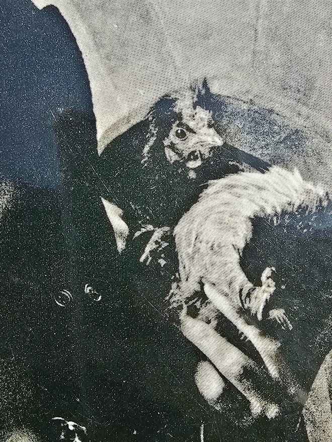 Portrait de Mick Jagger avec une poule sous son bras - tirage ayant été plastifié et signé par Michael Joseph