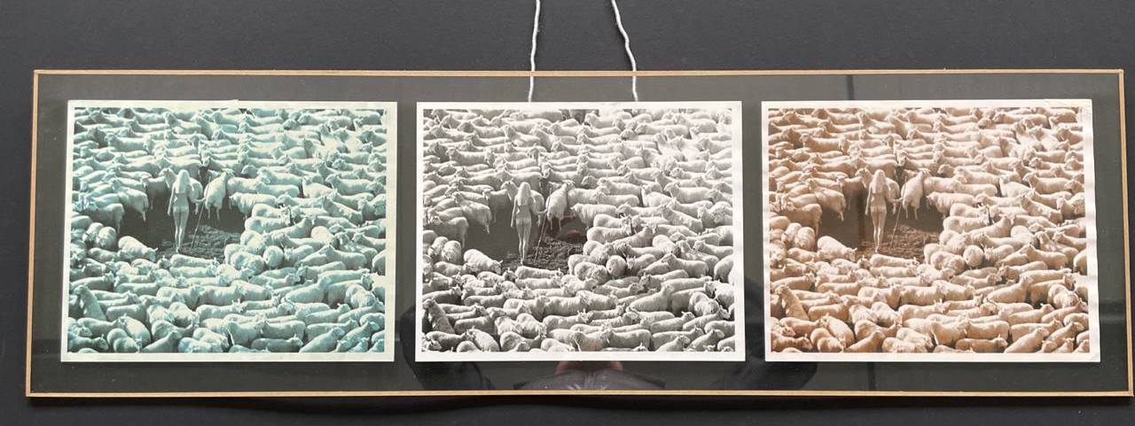 Trois photos de la bergère nue et entourée de moutons, nude in sheep tryptique argentique authentique par Michael Joseph