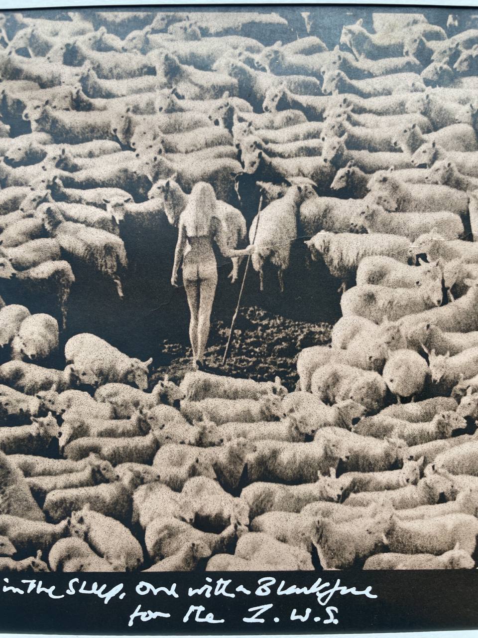 Bergère nue dans troupeau de moutons (publicité pour la laine IWF, années 70) – Tirage unique grand format noir et blanc, signé, par Michael Joseph