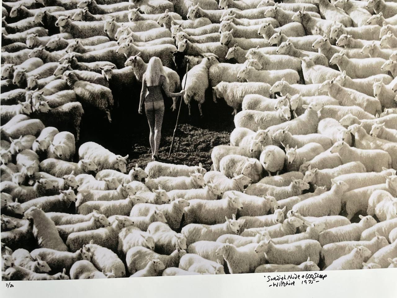 Bergère nue dans troupeau de moutons (publicité pour la laine IWF, années 70) – Tirage unique grand format noir et blanc, signé, par Michael Joseph