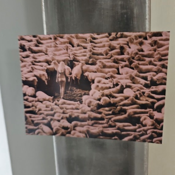 Magnet Bergère nue dans les moutons, Aimant girl in sheep teinte rose, photo par Michael Joseph