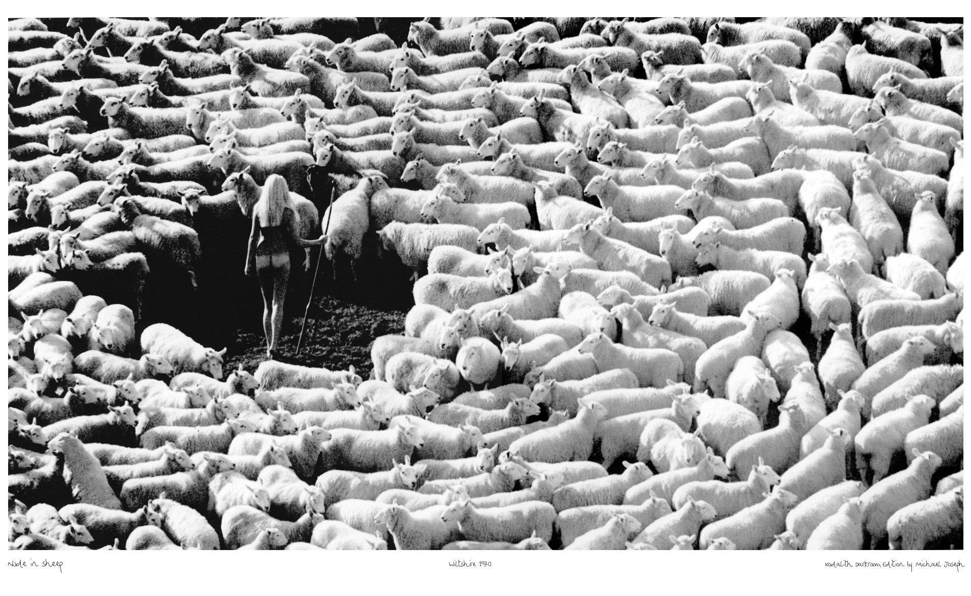 Bergère nue dans troupeau de moutons (publicité pour la laine IWF, années 70) – affiche en noir et blanc, photo par Michael Joseph