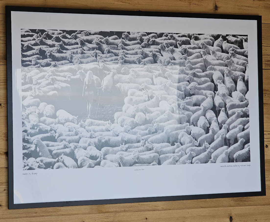 Bergère nue dans troupeau de moutons (publicité pour la laine IWF, années 70) – affiche en noir et blanc, photo par Michael Joseph