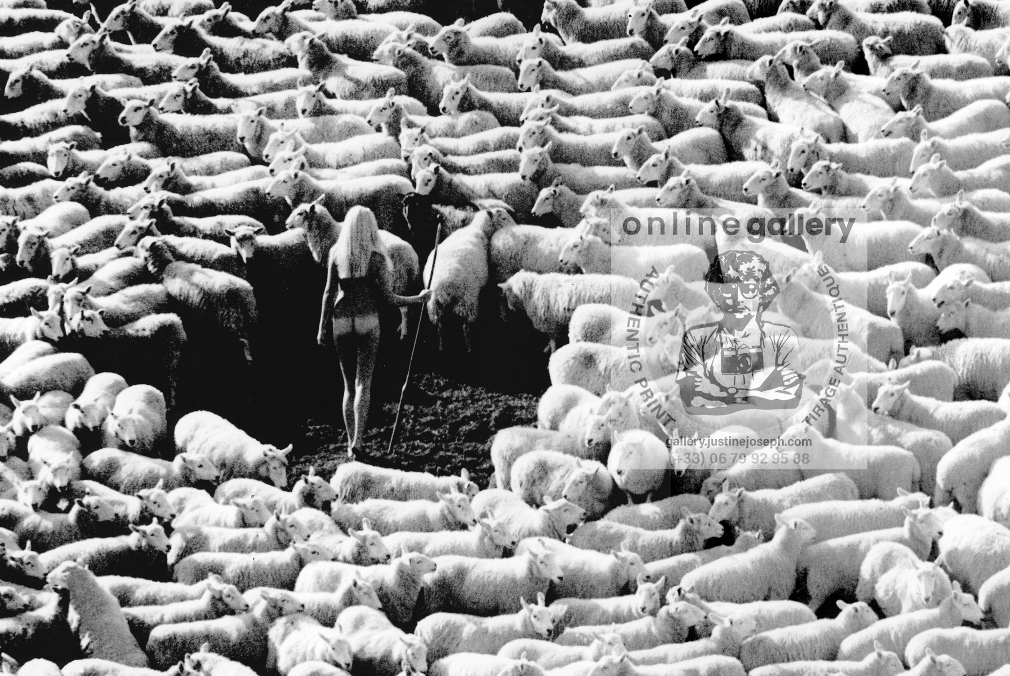 Bergère nue dans troupeau de moutons (publicité pour la laine IWF, années 70) – affiche en noir et blanc, photo par Michael Joseph