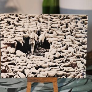 Woman in Wool, slightly warm-toned edition – glossy finish – print on aluminium